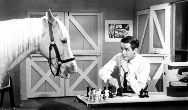 Illustration for article titled The Weirdest Animal Movie (and TV) Stars of All Time